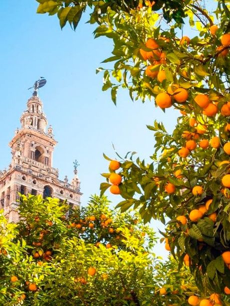 Aromas de Sevilla